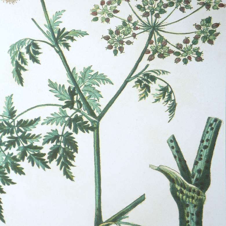 Image 5 Antique Botanicals 19 1/2" High 9-Piece Framed Wall Art Set more views