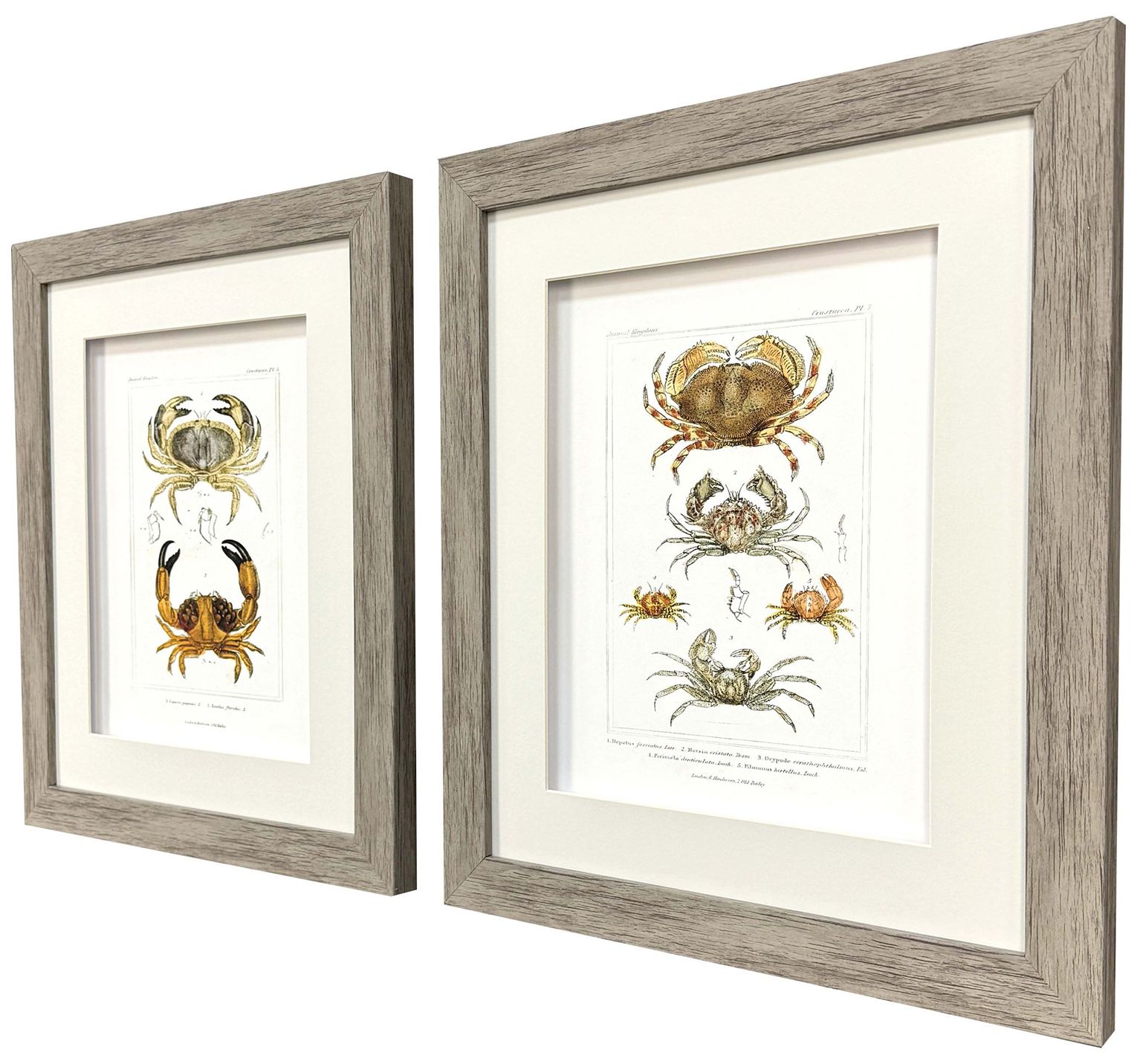Image 3 Antique Crab 18"W x 21"H Framed Art - Set of 2 more views