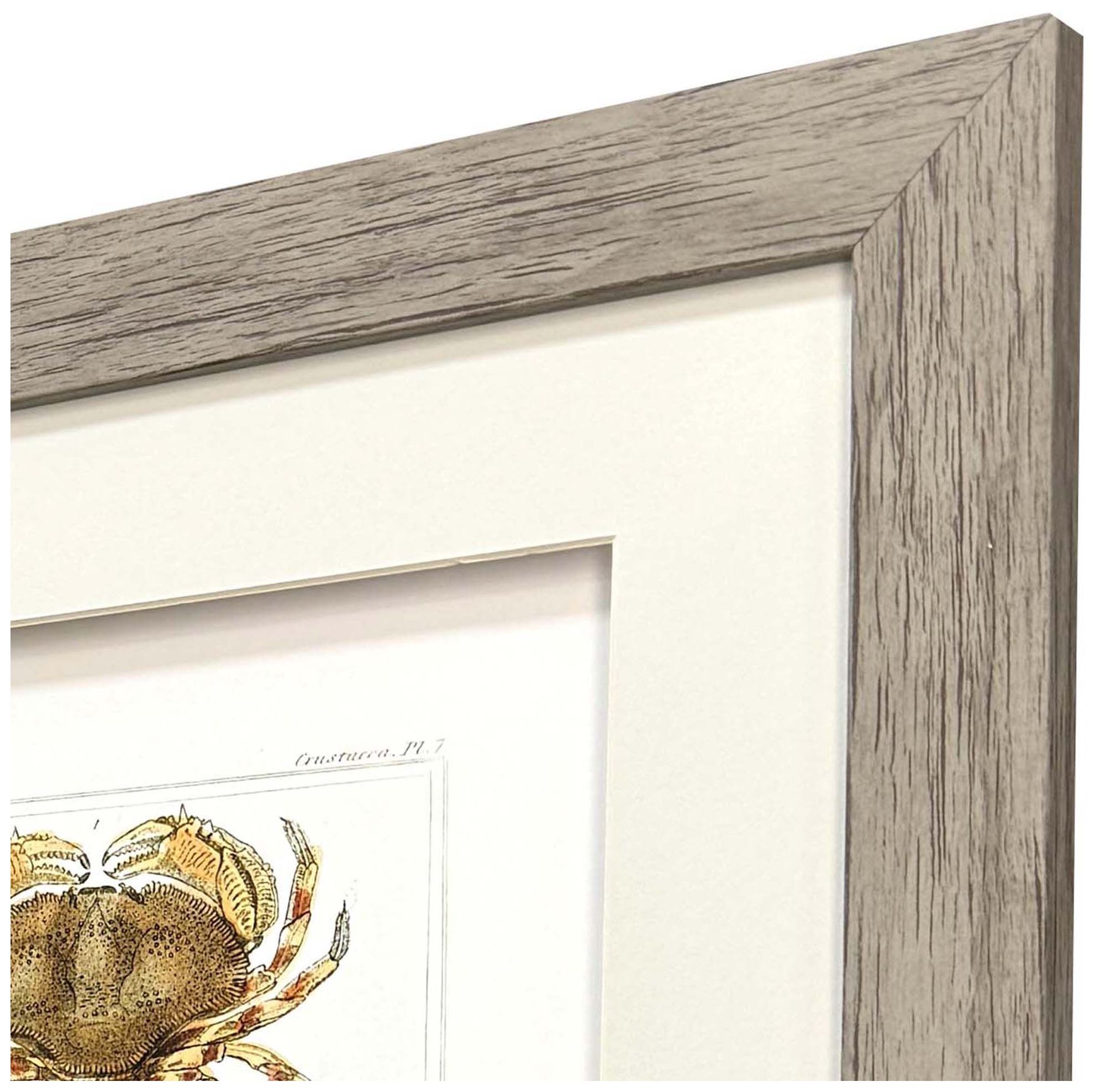 Image 4 Antique Crab 18"W x 21"H Framed Art - Set of 2 more views