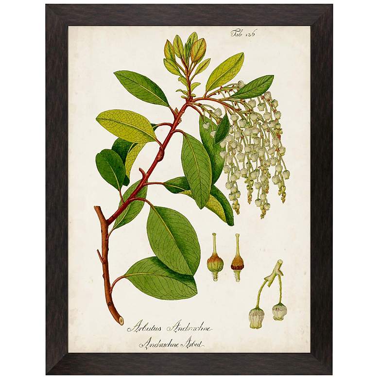 Image 1 Antique Greenery IV 45"H Rectangular Giclee Framed Wall Art