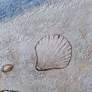 6_Beach - Set of 4 Coastal Animal Art more views