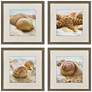 1_Beachy Shells 20"W x 20"H Coastal Framed Art Set of 4