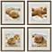 Beachy Shells 20"W x 20"H Coastal Framed Art Set of 4