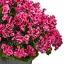 2_Beauty Geranium 33" High Faux Plant in Slate Planter more views