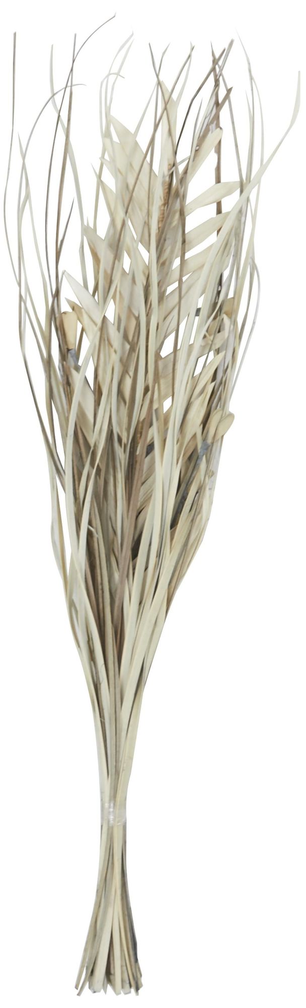 Image 4 Beige Dried Plant Modern Natural Foliage, 10" x 2" x 40" more views