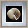 Black and White Shell II 20" Square Giclee Wall Art