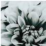 Blossoms 74 1/2" Wide Free Floating Tempered Glass Wall Art