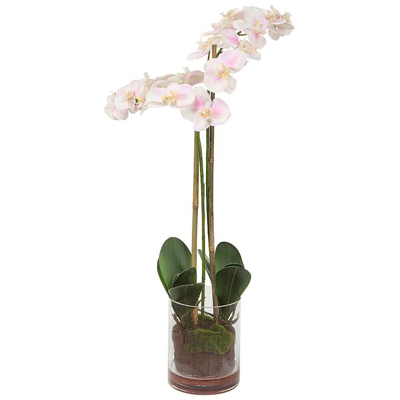 Blush 34-in High Pink Orchid