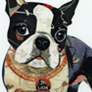 Boston Terrier Dog Days 24" Square Reverse Printed Glass Wall Art