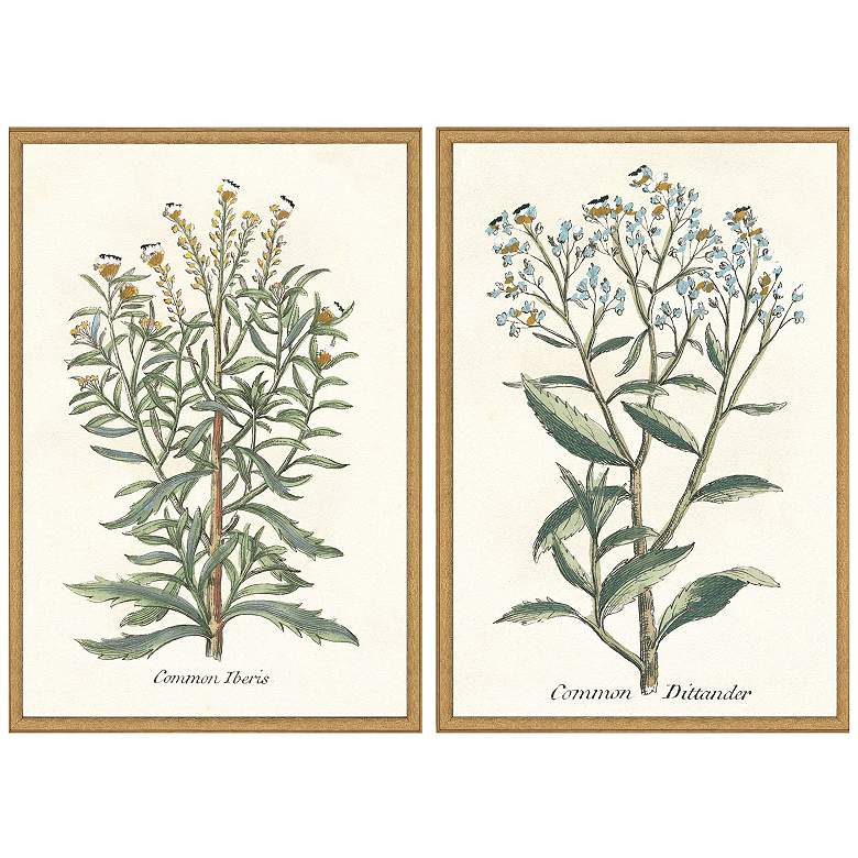 Image 1 Botanical Plants I 21"W x 31"H Framed Art Set of 2