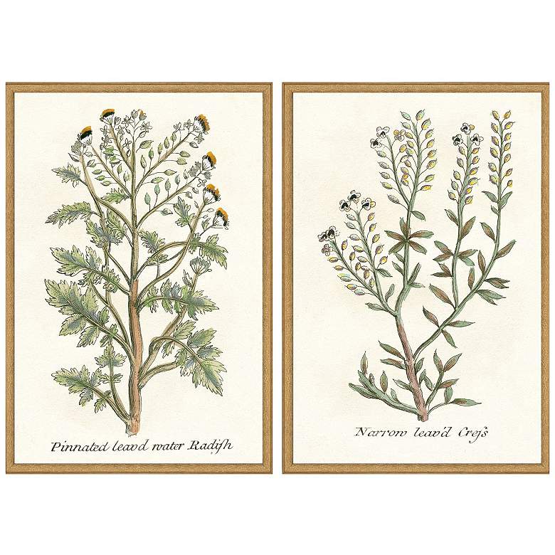 Image 1 Botanical Plants II 21"W x 31"H Framed Art Set of 2
