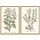 Botanical Plants II 21"W x 31"H Framed Art Set of 2
