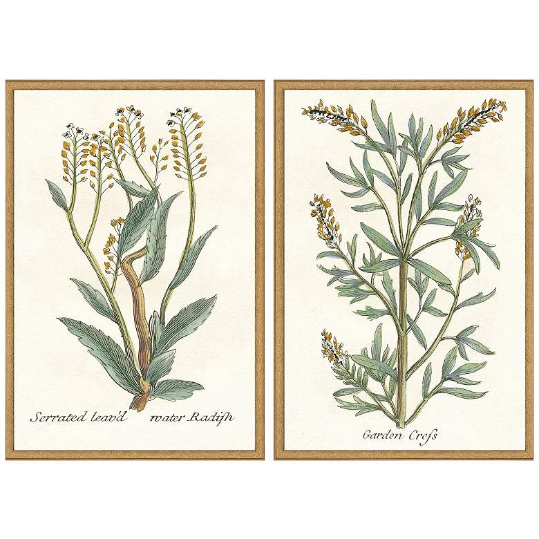 Image 1 Botanical Plants III 21"W x 31"H Framed Art Set of 2