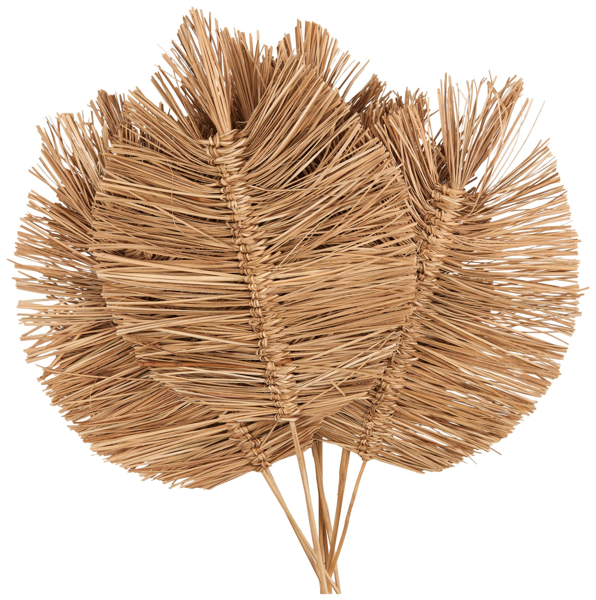 Image 3 Brown Dried Plant Coastal Natural Foliage, 17" x 7" x 32" more views