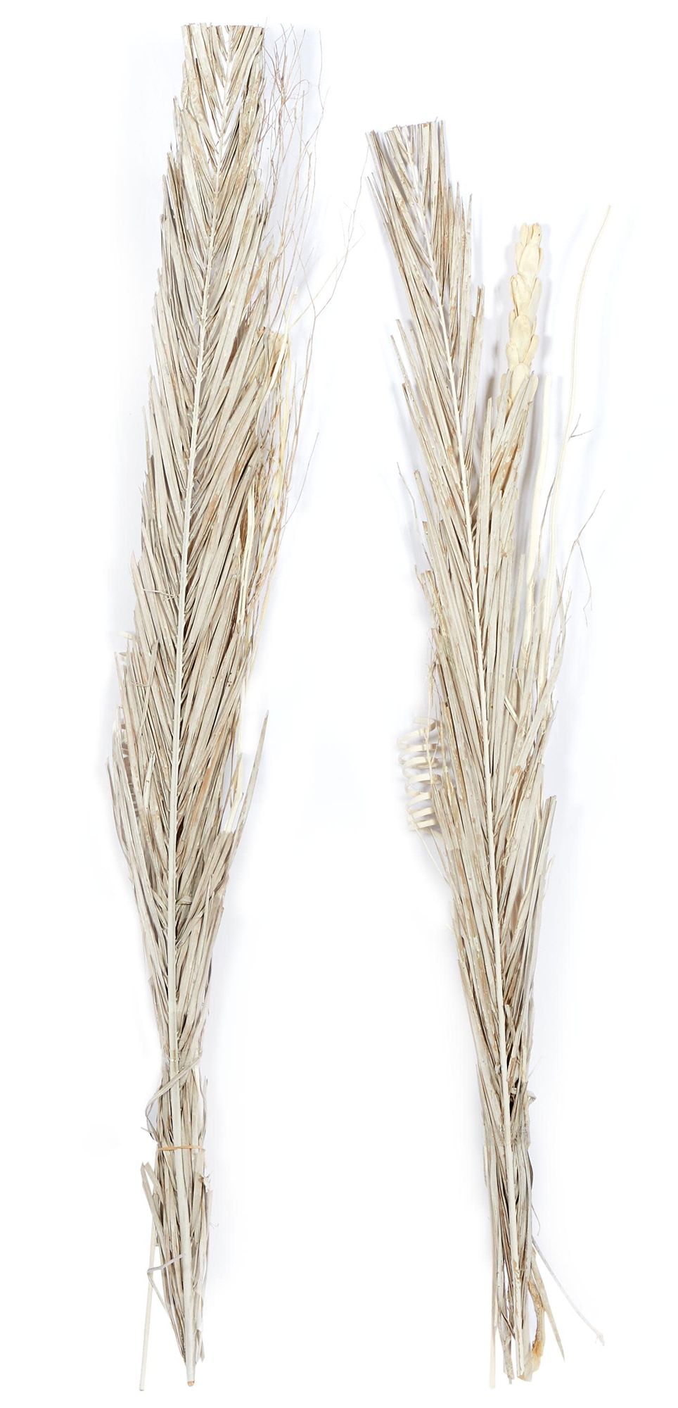 Image 5 Brown Dried Plant Coastal Natural Foliage, S/2 7"W, 56"H more views