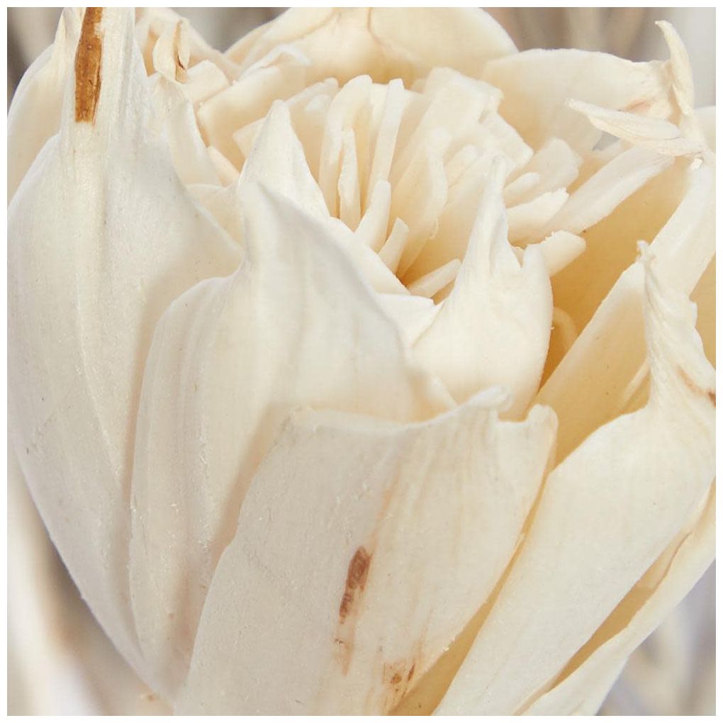 Brown Dried Plant Coastal Natural Foliage, S/2 7"W, 56"H