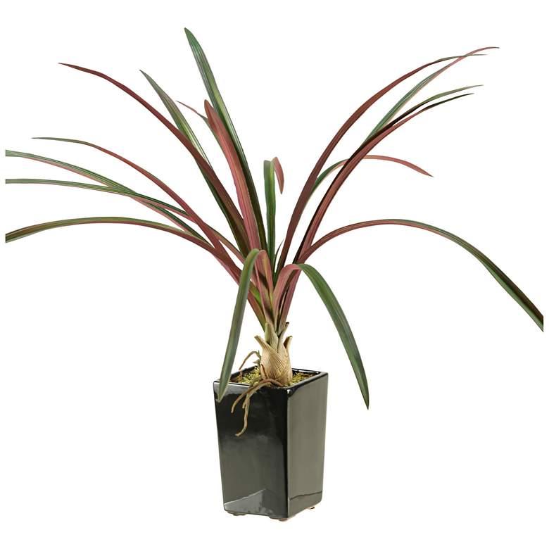 Image 1 Burgundy and Green Areca Grass 24 inch High in Ceramic Planter