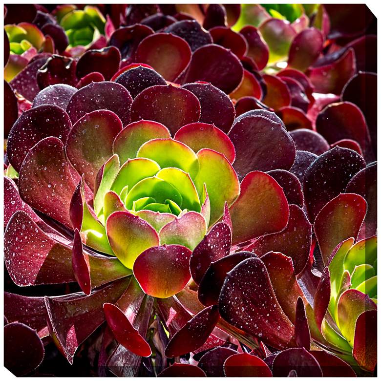 Image 1 Burgundy Beauty 24 inch Square Indoor-Outdoor Giclee Wall Art