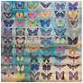 2_Butterflies 36" Square Giclee Print Solid Wood Wall Art
