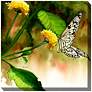 Butterfly Kiss 24" Square Outdoor Canvas Wall Art