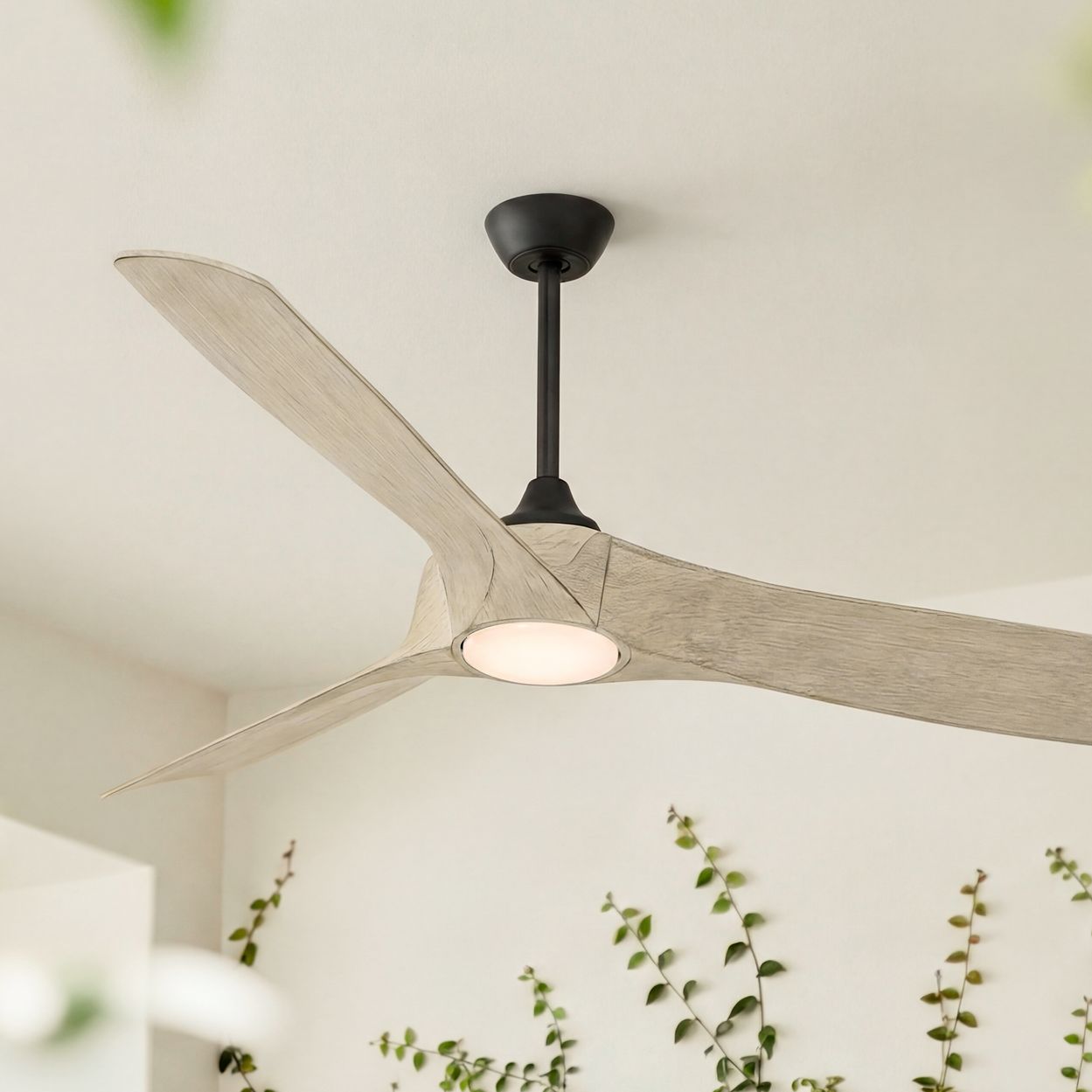 Casa Vieja KONA WIND Black Collection