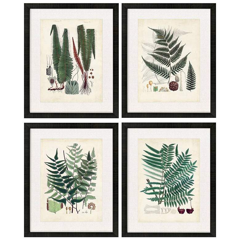Image 1 Collected Ferns B 18"W x 22"H Framed Art Set of 4
