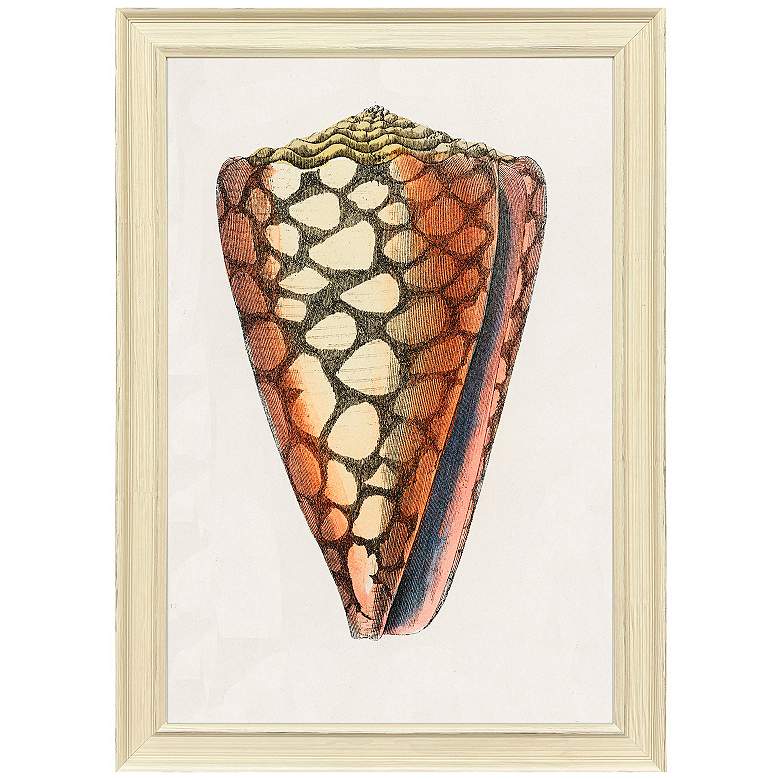 Image 1 Conch Study I 24"W x 34"H Framed Art