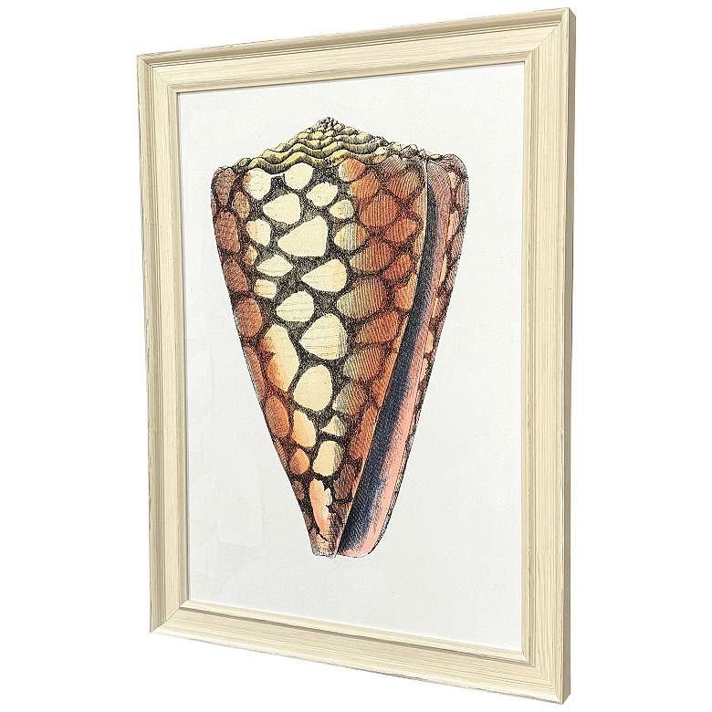 Image 3 Conch Study I 24"W x 34"H Framed Art more views
