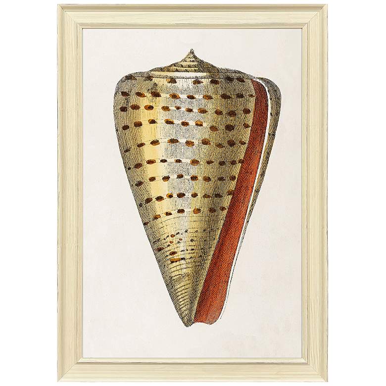 Image 1 Conch Study II 24"W x 34"H Framed Art