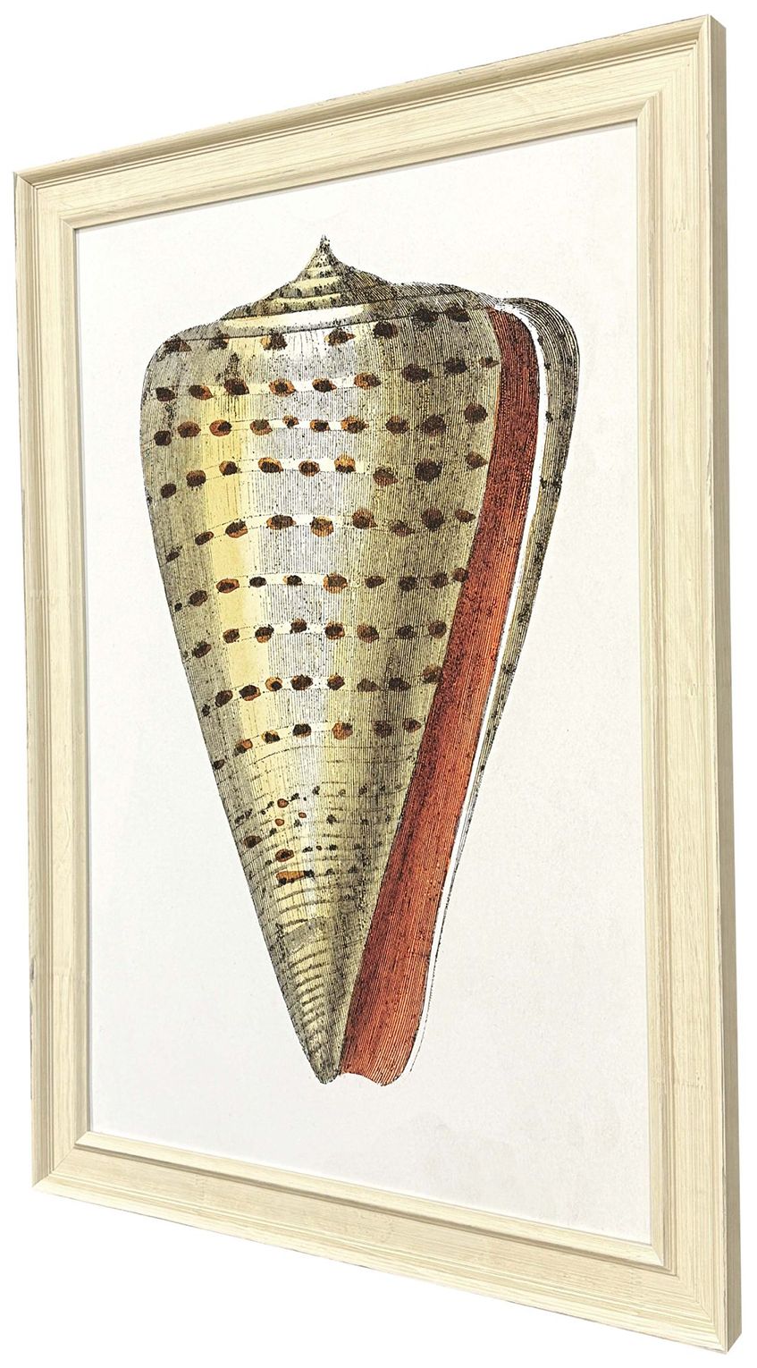 Image 3 Conch Study II 24"W x 34"H Framed Art more views