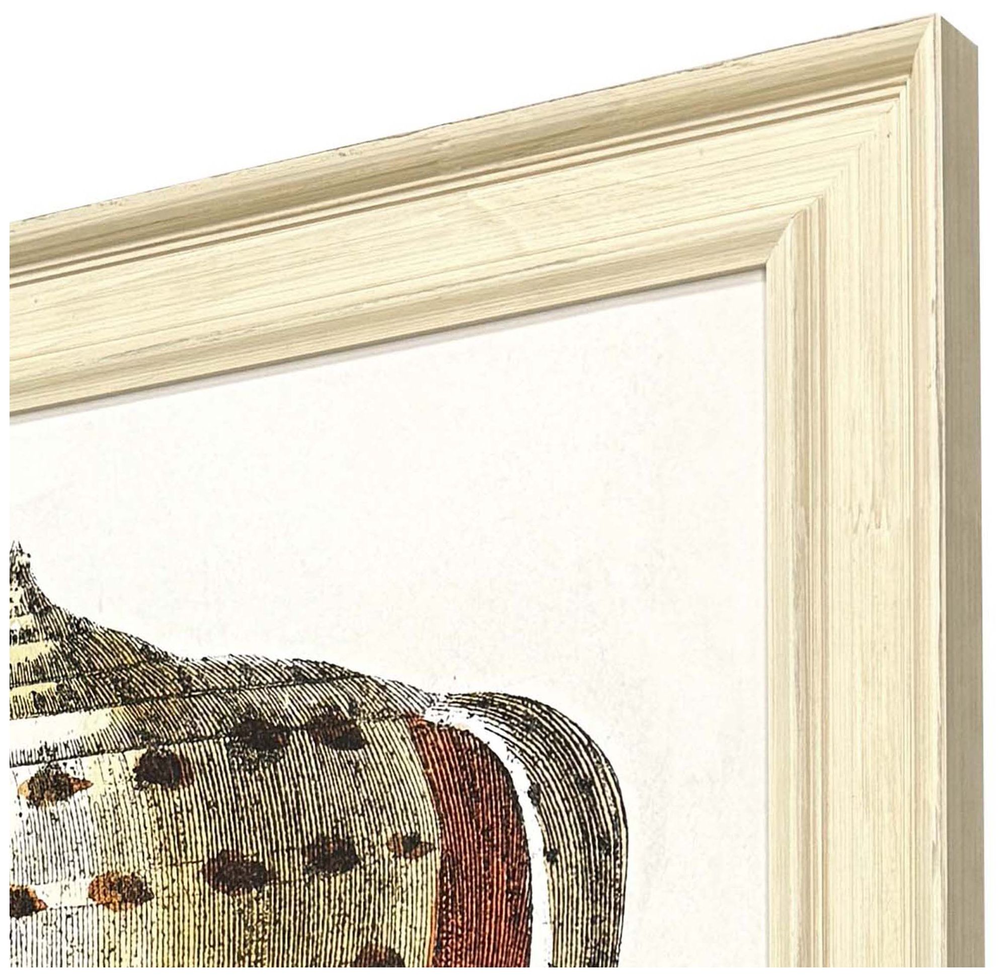 Image 4 Conch Study II 24"W x 34"H Framed Art more views