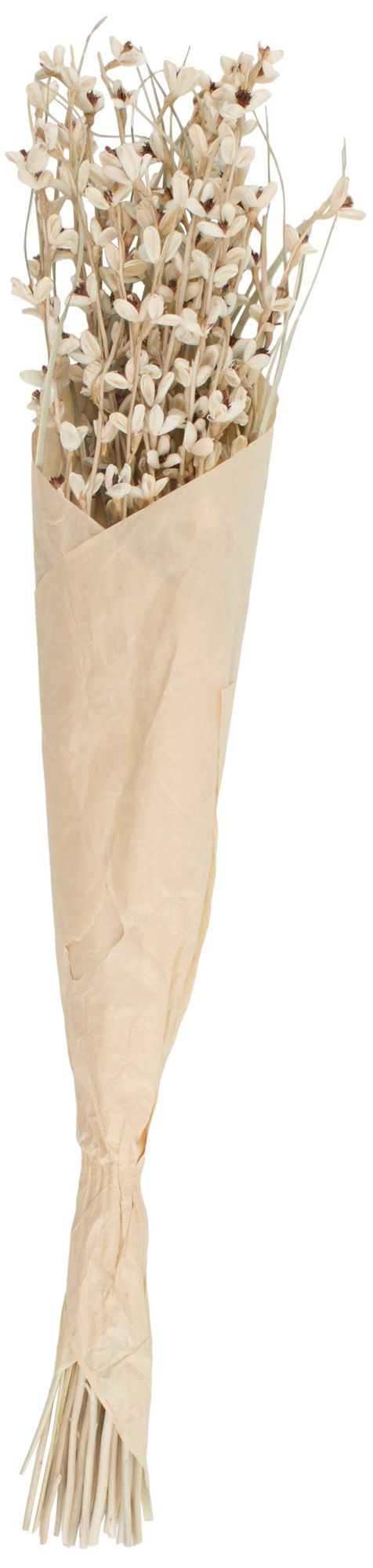 Image 2 Cream Dried Plant French Country Natural Foliage, 7" x 7" x 41"