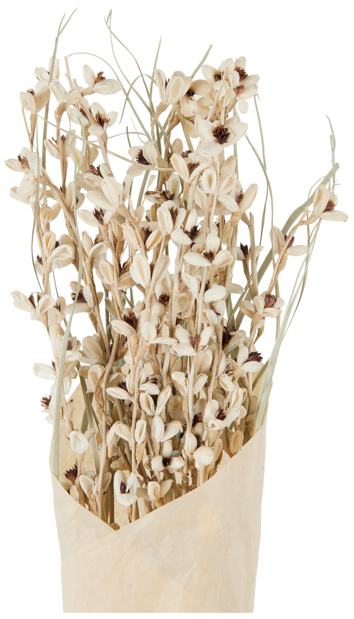 Image 4 Cream Dried Plant French Country Natural Foliage, 7" x 7" x 41" more views