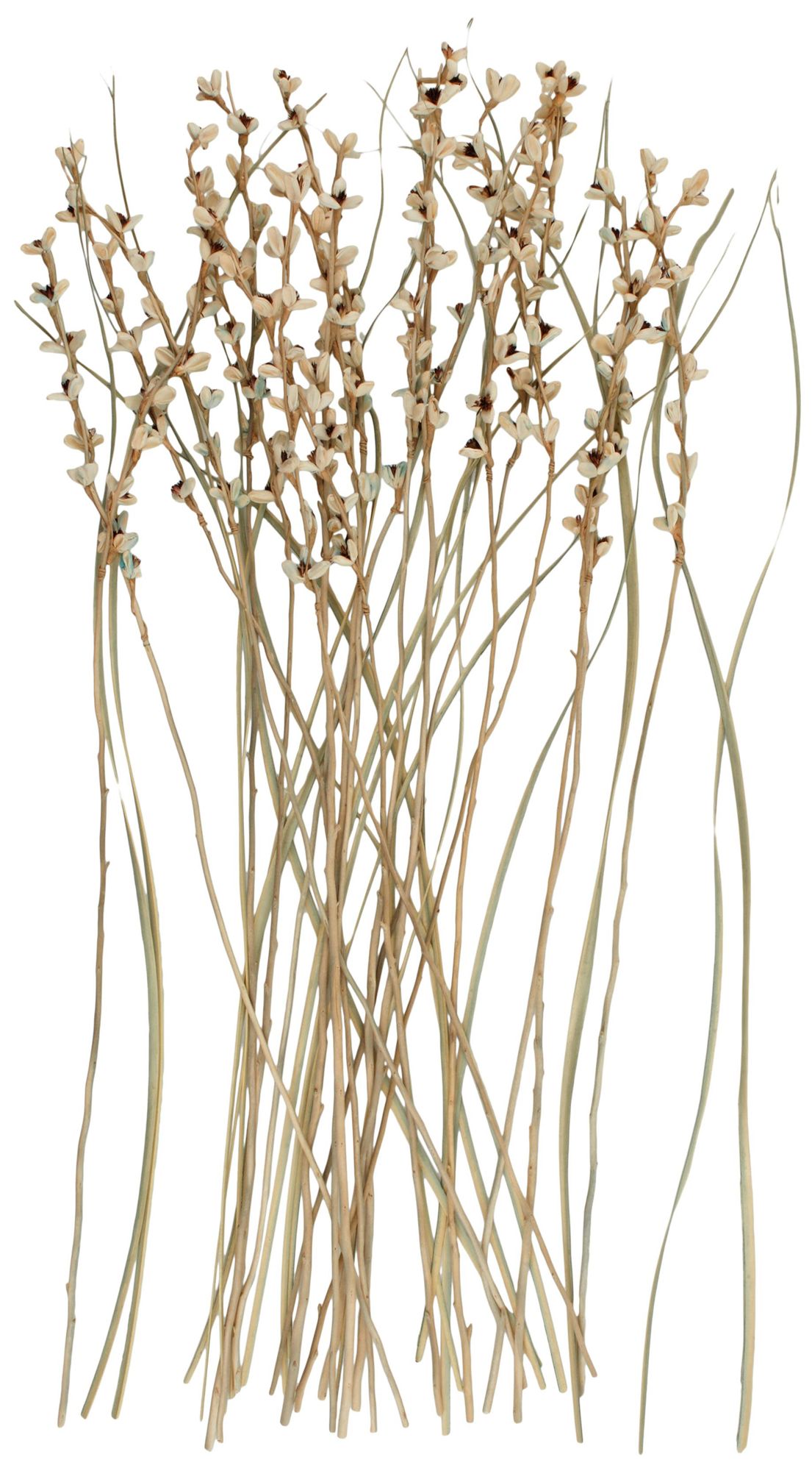 Image 6 Cream Dried Plant French Country Natural Foliage, 7" x 7" x 41" more views