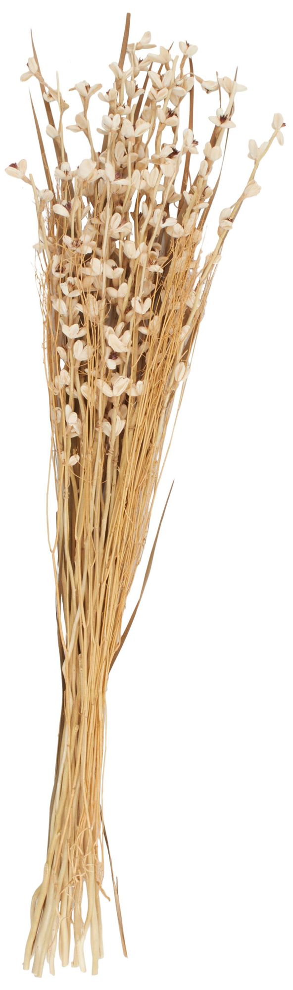 Image 2 Cream Dried Plant French Country Natural Foliage, 8" x 8" x 41"