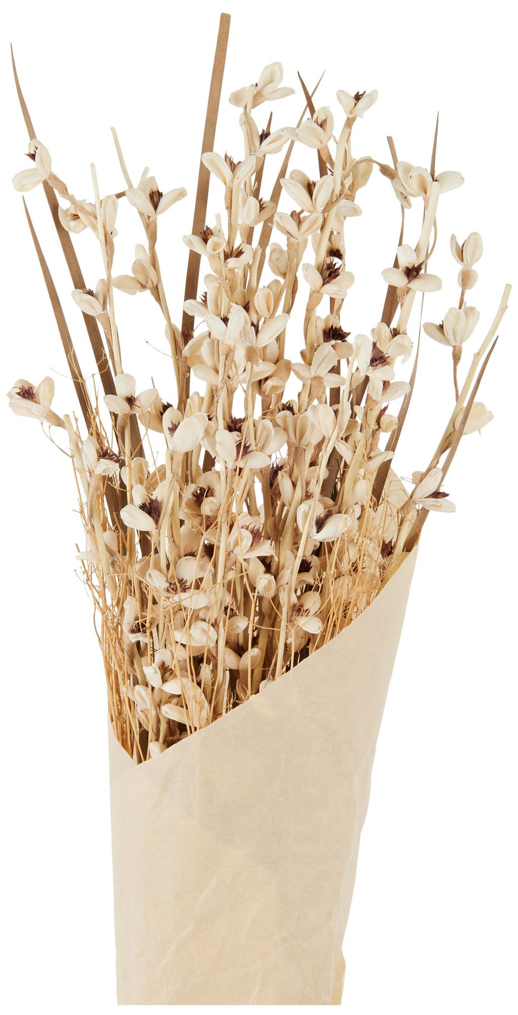 Image 4 Cream Dried Plant French Country Natural Foliage, 8" x 8" x 41" more views