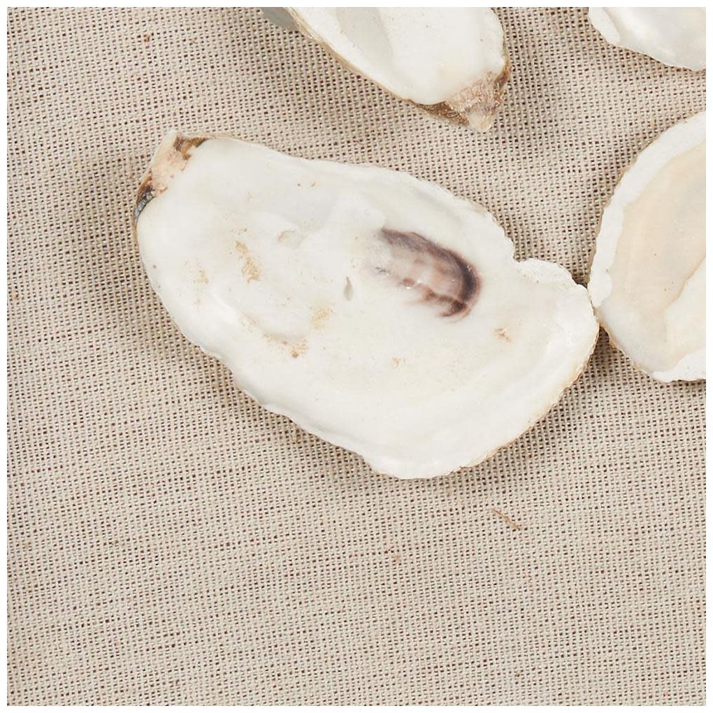 Cream Shell Natural Wall Decor, 12" x 2" x 30"