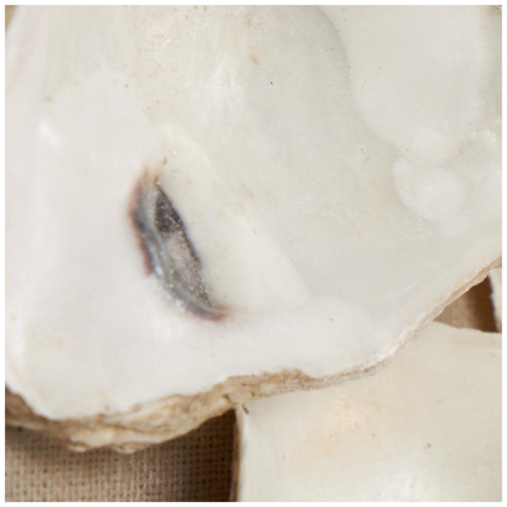 Cream Shell Nautical Wall Decor, 19" x 2" x 19"