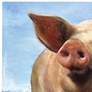 Crestview Collection Pig Out 40" Square Canvas Wall Art