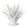 Currey & Company 28" Agave White Objet