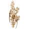 Currey & Company Aviary Gold 1-Light Wal