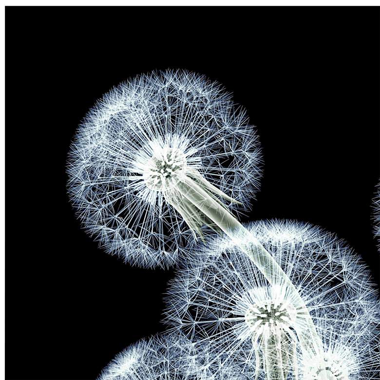 Image 3 Dancing Dandelions 48 inch Wide Tempered Glass Graphic Wall Art more views