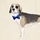 Dapper Beagle 12" Square Canvas Wall Art