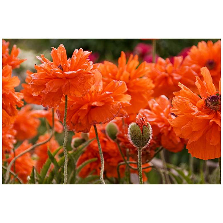 Image 1 Dazzling Poppies 40"W All-Weather Indoor-Outdoor Wall Art