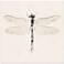 DragonFly Square Giclee Canvas Wall Art