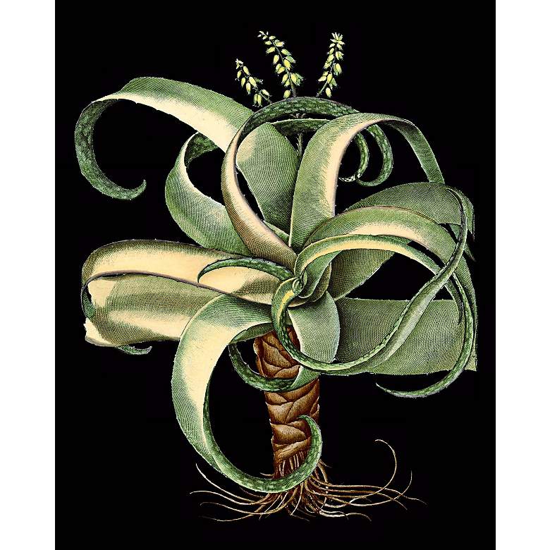 Image 1 Dramatic Aloe I Giclee 24 inch High Canvas Wall Art