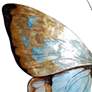 Eangee Butterfly 18"W Copper and Aqua Capiz Shell Wall Decor