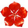 Eangee Flower 11" High Red Capiz Shell Wall Decor