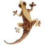 Eangee Gecko 19" High Pearl and Tan Capiz Shell Wall Decor