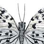 3_Eangee White Morpho Butterfly 11"W Capiz Shell Wall Decor more views